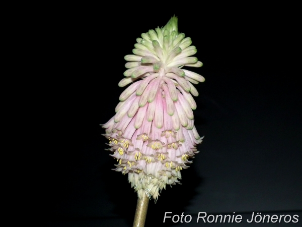 veltheimia bracteata